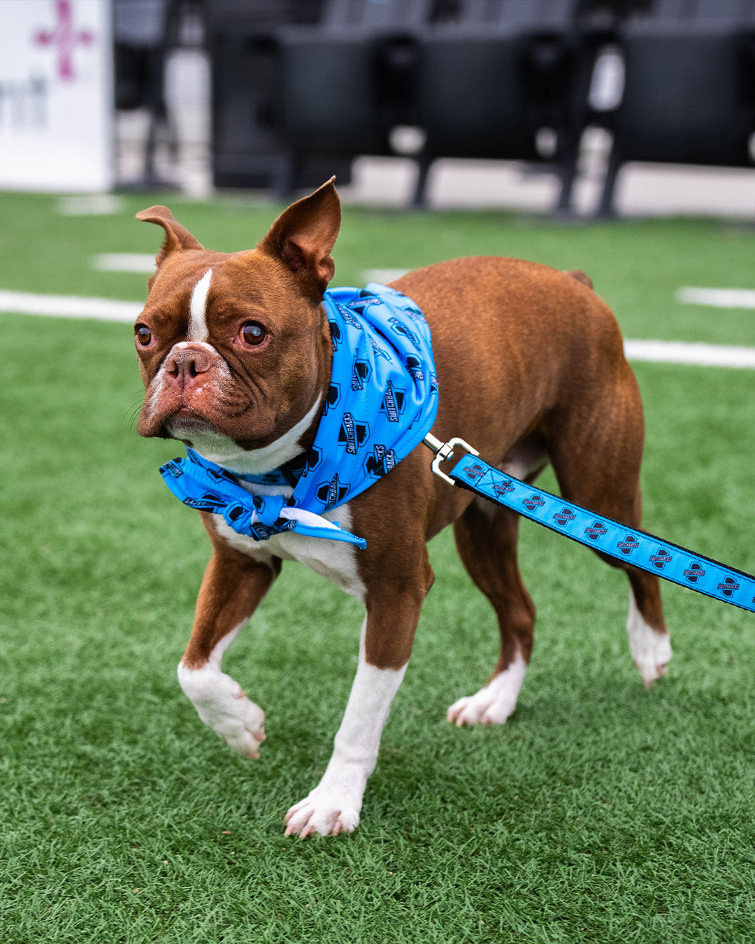 Switchbacks Pet Leash