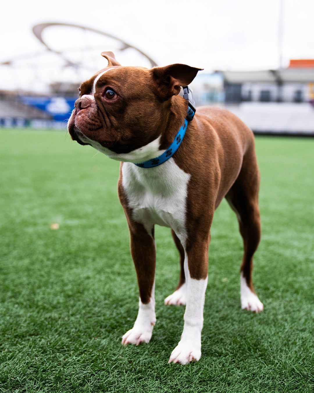 Switchbacks Pet Collar